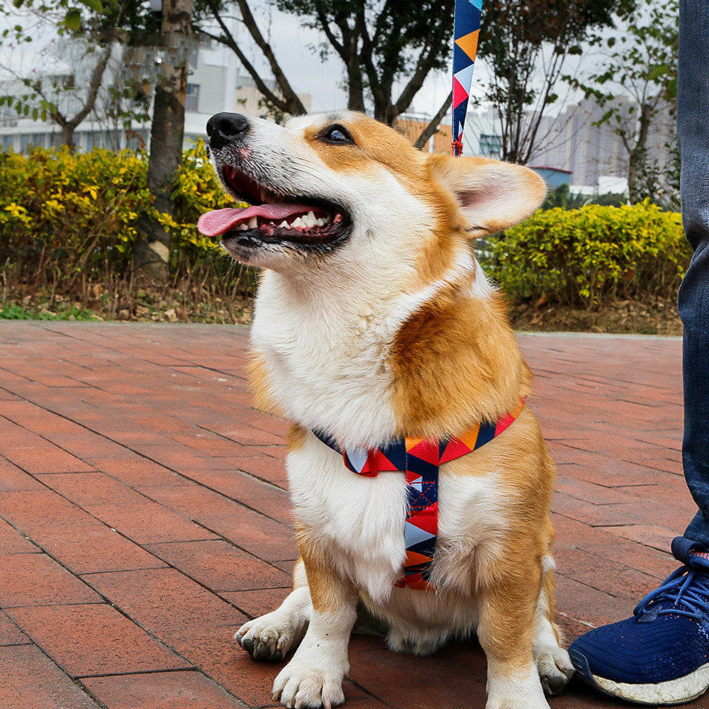 Collare con guinzaglio per cani