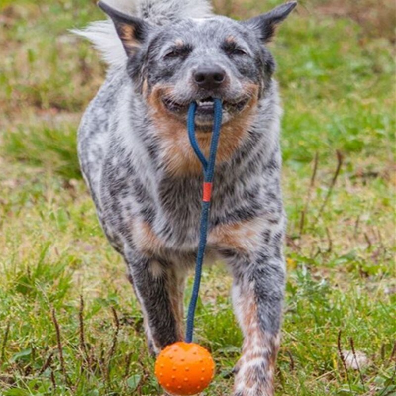 Palla da addestramento in gomma per cani